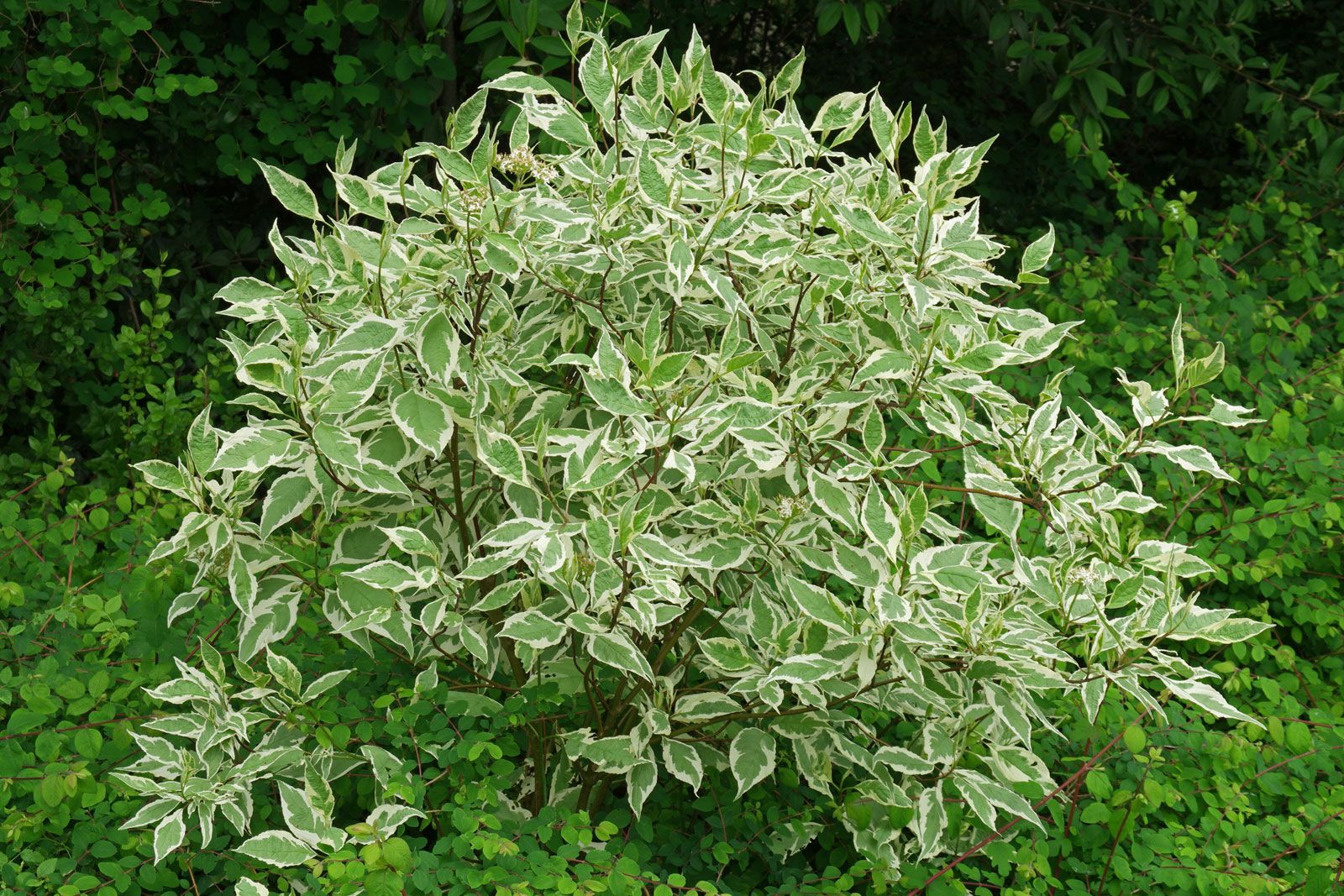 Cornus alba 'Elegantissima'